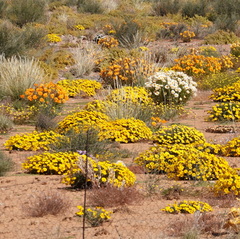 Gazania lichtensteinii