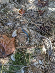 Plestiodon fasciatus