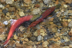 Oncorhynchus nerka