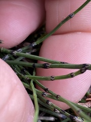 Equisetum scirpoides