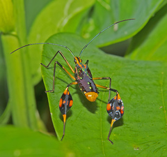 Diactor bilineatus