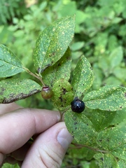Vaccinium membranaceum