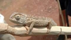 Chamaeleo dilepis