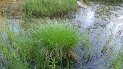 Carex appropinquata