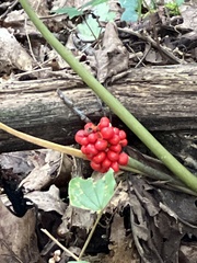 Arisaema triphyllum