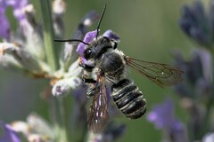 Megachile ericetorum