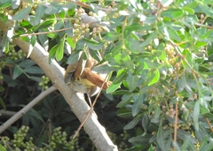 Luscinia megarhynchos