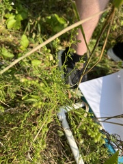 Lepidium densiflorum