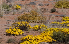 Gazania lichtensteinii