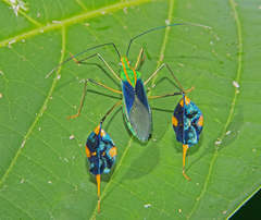 Diactor bilineatus
