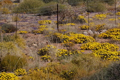 Gazania lichtensteinii