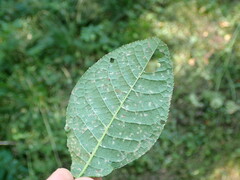 Pucciniastrum areolatum