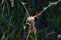 Geum aleppicum