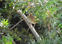 Luscinia megarhynchos