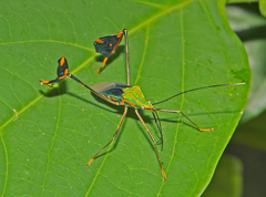 Diactor bilineatus