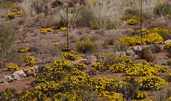 Gazania lichtensteinii
