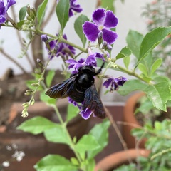 Neoxylocopa