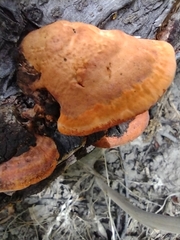 Fomitopsis schrenkii