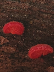 Crepidotus cinnabarinus