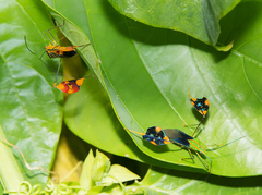 Diactor bilineatus