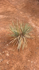 Yucca angustissima
