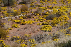 Gazania lichtensteinii