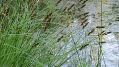 Carex appropinquata
