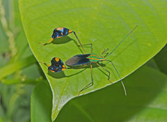 Diactor bilineatus