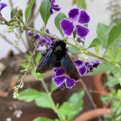 Neoxylocopa