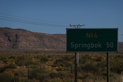 Gazania lichtensteinii