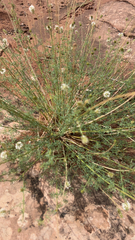 Dalea candida
