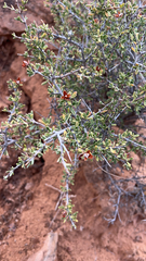 Coleogyne ramosissima