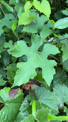 Vitis aestivalis