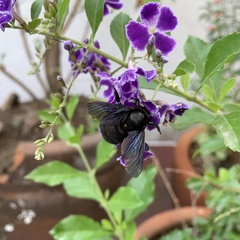 Neoxylocopa