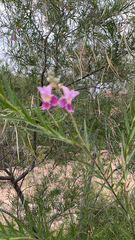 Chilopsis linearis