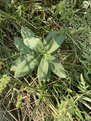 Asclepias syriaca