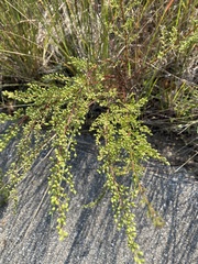 Artemisia campestris caudata