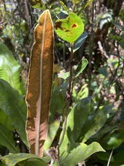Elaphoglossum crassifolium