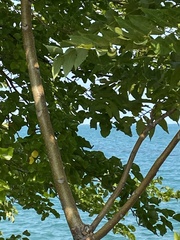 Koelreuteria paniculata