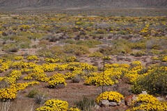 Gazania lichtensteinii