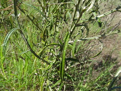 Pterocaulon virgatum