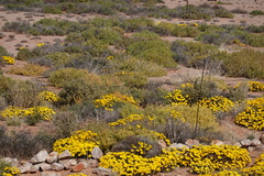 Gazania lichtensteinii