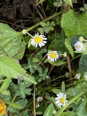 Erigeron strigosus