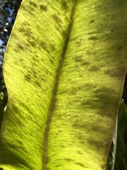 Elaphoglossum crassifolium