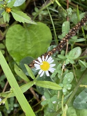 Erigeron strigosus