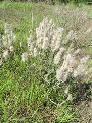Pterocaulon virgatum