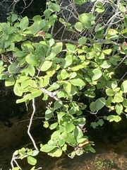 Alnus serrulata