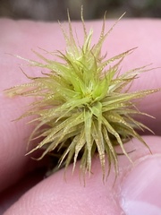 Dicranum polysetum