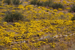 Gazania lichtensteinii