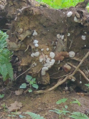 Leucocoprinus cretaceus